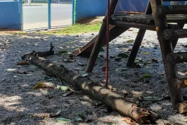 Imagem ilustrativa da imagem Aluna de 5 anos morre após ser atingida por tronco em escola de SP