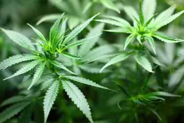 Imagem ilustrativa da imagem Anvisa proíbe importação de cannabis in natura e partes da planta