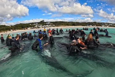 Imagem ilustrativa da imagem Ao menos 51 baleias-piloto morrem após encalhar em praia da Austrália
