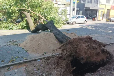 Imagem ilustrativa da imagem Árvore cai, atinge carros e fios de energia elétrica em Vitória