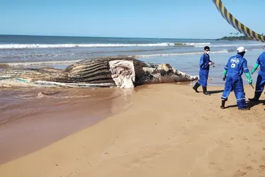 Imagem ilustrativa da imagem Baleia de 11 metros é encontrada morta em praia do Norte do ES