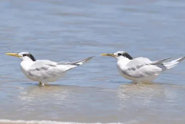 Imagem ilustrativa da imagem Brasil confirma o total de 36 casos de gripe aviária em aves silvestres