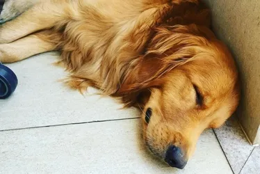 Imagem ilustrativa da imagem CPI vai ouvir policial que matou cachorro "Churros" em Guarapari