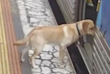 Imagem ilustrativa da imagem Cachorro foge, pega metrô sozinho e viaja 33 quilômetros na Austrália