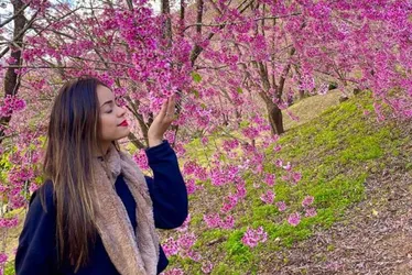 Imagem ilustrativa da imagem Cerejeiras florescem mais cedo e já viram atração na região Serrana do ES