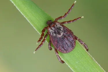 Imagem ilustrativa da imagem Cidade do ES investiga 4 casos suspeitos de febre maculosa