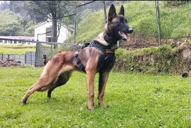Imagem ilustrativa da imagem Colômbia suspende buscas por cão que ajudou a encontrar crianças na selva