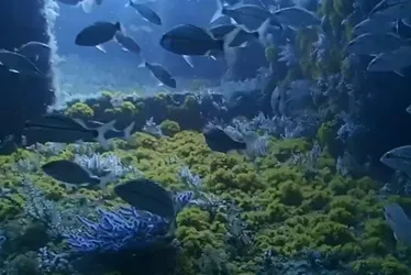 Imagem ilustrativa da imagem Coral invasor  é ameaça em navio afundado no ES