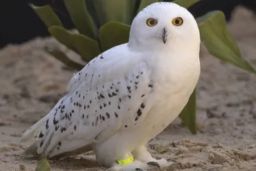 Imagem ilustrativa da imagem Coruja-das-neves, a Edwiges de 'Harry Potter', agora mora no zoológico de SP