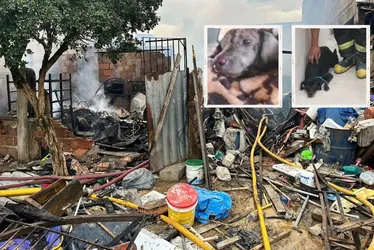 Imagem ilustrativa da imagem Doze cães morrem em incêndio na Serra