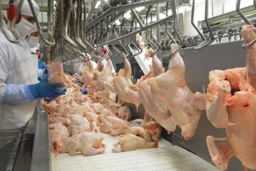 Imagem ilustrativa da imagem Especialista prevê preço do frango mais barato no ES