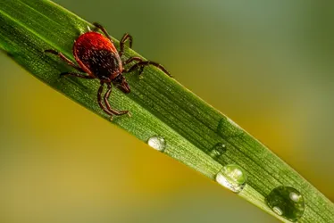 Imagem ilustrativa da imagem Febre Maculosa: SP investiga sete casos suspeitos