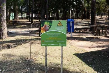 Imagem ilustrativa da imagem Febre maculosa: SP tem 3ª morte com suspeita da doença