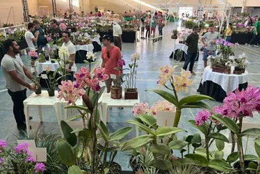 Imagem ilustrativa da imagem Feira com mais de 5 mil orquídeas nas montanhas