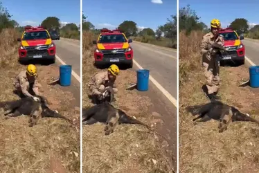 Imagem ilustrativa da imagem Filhote de tamanduá é achado agarrado à mãe morta em rodovia