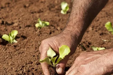 Imagem ilustrativa da imagem Garanhuns inclui produtos da agricultura familiar na merenda escolar
