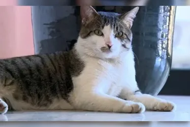 Imagem ilustrativa da imagem Gato é adotado por funcionários de delegacia, ganha farda e se torna "Delegato"