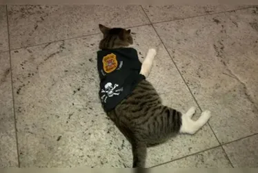 Imagem ilustrativa da imagem Gato é adotado por funcionários de delegacia, ganha farda e se torna "Delegato"