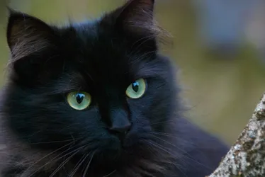 Imagem ilustrativa da imagem Gato mais rico do mundo tem fortuna avaliada em quase R$ 115 milhões