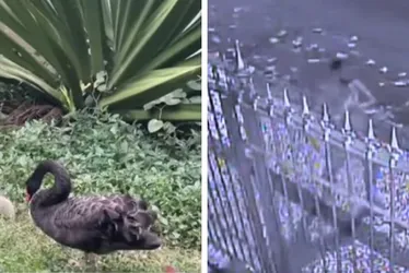 Imagem ilustrativa da imagem Homem furta e mata cisne negro de parque no RJ; Animal é considerado raro