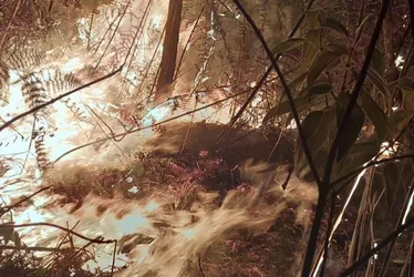 Imagem ilustrativa da imagem Incêndio em área particular atinge Parque do Caparaó