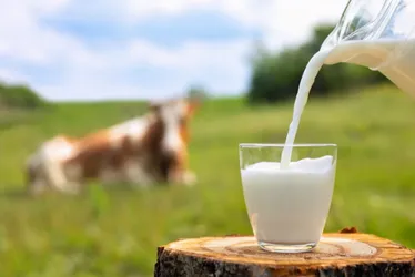 Imagem ilustrativa da imagem Leite cai mais de 35% no campo e diminui custo da cesta básica