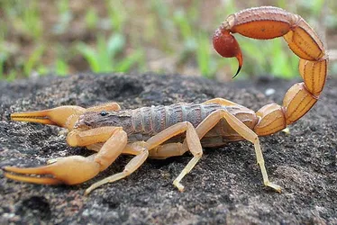 Imagem ilustrativa da imagem Menino de 5 anos morre após ser picado por escorpião