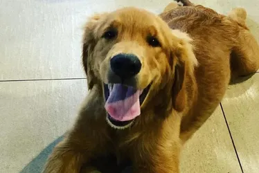 Imagem ilustrativa da imagem "Mesmo com dor, em nenhum momento foi agressivo", diz veterinário sobre Churros