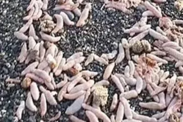 Imagem ilustrativa da imagem Milhares de 'peixes-pênis' são achados em praia da Argentina
