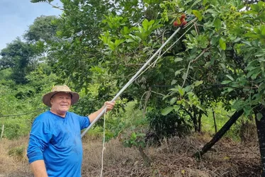 Imagem ilustrativa da imagem Morador de Guarapari tem produção de fruta exótica