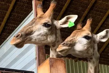 Imagem ilustrativa da imagem Morre quarta girafa importada e sob cuidados do BioParque do Rio