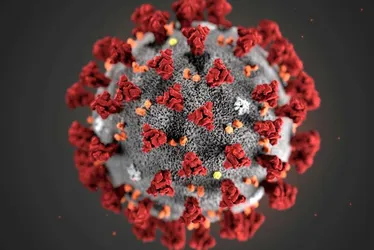 Imagem ilustrativa da imagem Novo teste detecta infecção por coronavírus em diferentes espécies animais