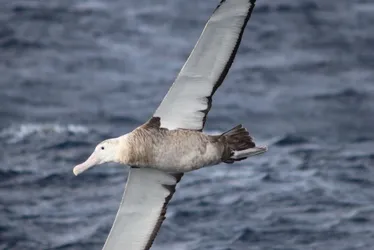 Imagem ilustrativa da imagem Número de casos de Gripe Aviária em aves no Brasil chega a 70