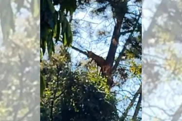 Imagem ilustrativa da imagem Onça aparece no interior de SP e assusta moradores; Veja vídeo