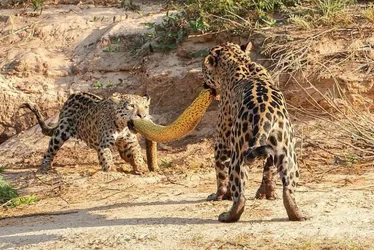 Imagem ilustrativa da imagem Onças-pintadas são flagradas num cabo de guerra com sucuri no Pantanal