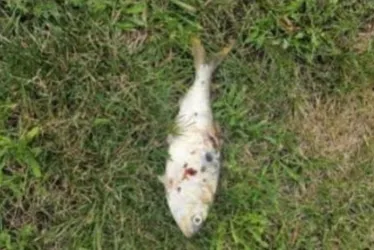Imagem ilustrativa da imagem Peixe cai do céu sobre transformador e causa apagão em cidade