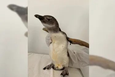 Imagem ilustrativa da imagem Pinguim é resgatado em praia de Vila Velha