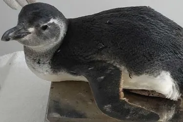 Imagem ilustrativa da imagem Pinguim encalha em Anchieta e autoridades acendem alerta para Gripe Aviária