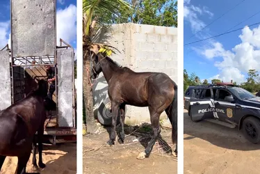 Imagem ilustrativa da imagem Polícia recupera égua furtada de fazenda no ES