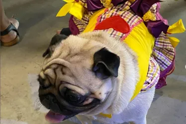 Imagem ilustrativa da imagem Prefeitura do ES faz "arraiá" para pets e leva até show da Patrulha Canina