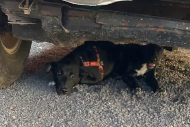Imagem ilustrativa da imagem Professora é denunciada à CPI de maus-tratos por abandonar cães em Vila Velha