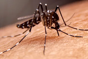 Imagem ilustrativa da imagem Rede privada deve oferecer nova vacina contra dengue a partir de julho