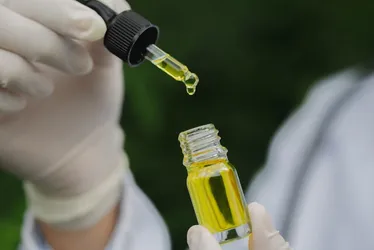 Imagem ilustrativa da imagem SP define doenças que serão tratadas com cannabis medicinal pelo SUS