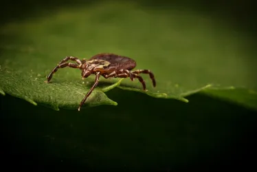 Imagem ilustrativa da imagem SP tem 4ª suspeita de febre maculosa e trata casos como surto