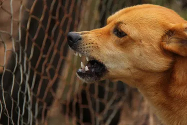 Imagem ilustrativa da imagem São Paulo registra primeiro caso de raiva canina em 40 anos