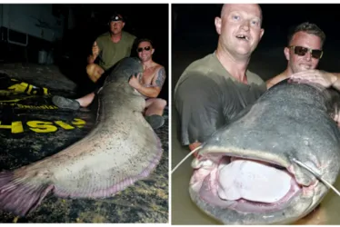 Imagem ilustrativa da imagem Turista britânico pesca bagre de 2,5 metros e 113 kg. Veja fotos