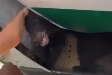 Imagem ilustrativa da imagem Urso foge durante voo para Dubai e passageiros precisam deixar avião