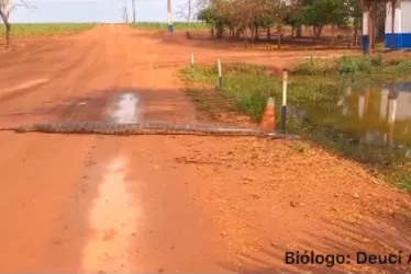 Imagem ilustrativa da imagem VÍDEO | Biólogo flagra sucuri de mais de 6 metros em fazenda de Goiás