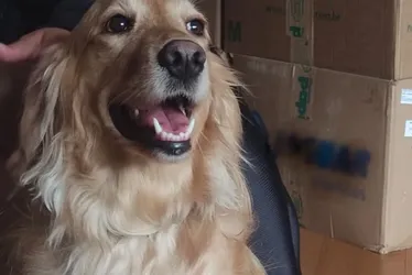 Imagem ilustrativa da imagem VÍDEO | Cachorra levada em assalto é devolvida após donos pagarem recompensa