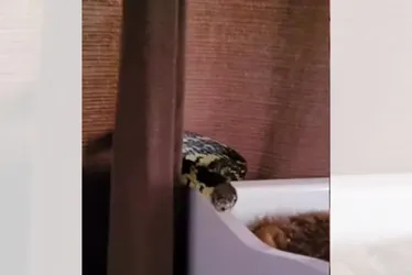 Imagem ilustrativa da imagem VÍDEO | Cobra é capturada dentro de berço de bebê em Santa Catarina